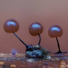 Attēlu rezultāti vaicājumam “Lamproderma violaceum plasmodium”