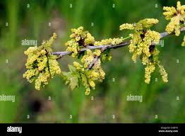 Attēlu rezultāti vaicājumam “Quercus robur female flower”
