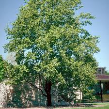 Attēlu rezultāti vaicājumam “Liriodendron tulipifera”