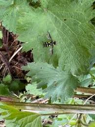 Attēlu rezultāti vaicājumam “Xanthogramma sp. male”