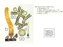Attēlu rezultāti vaicājumam “Hemitrichia karstenii”