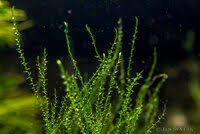 Attēlu rezultāti vaicājumam “Drepanocladus aduncus”