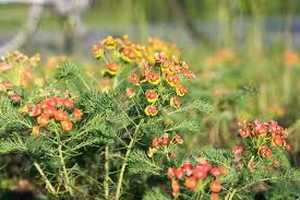 Attēlu rezultāti vaicājumam “Euphorbia cyparissias flower”