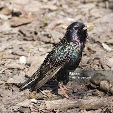 Attēlu rezultāti vaicājumam “Sturnus vulgaris male”