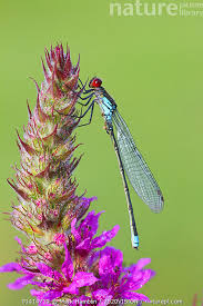 Attēlu rezultāti vaicājumam “Erythromma najas”