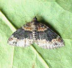 Attēlu rezultāti vaicājumam “Xanthorhoe ferrugata”