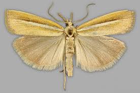 Attēlu rezultāti vaicājumam “Agriphila selasella”