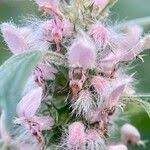 Attēlu rezultāti vaicājumam “Leonurus quinquelobatus flower”