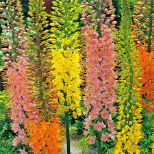 Image result for Steppenkerze