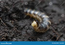 Attēlu rezultāti vaicājumam “Harminius undulatus”