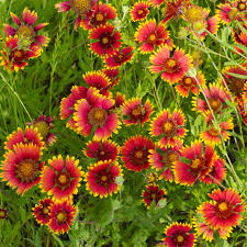 Image result for Gaillardia