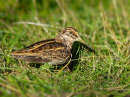 Image result for Lymnocryptes minimus