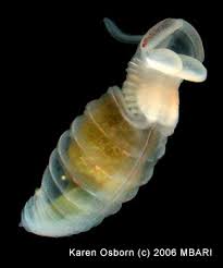 Attēlu rezultāti vaicājumam “Chaetophora pisiformis”