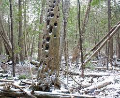 Attēlu rezultāti vaicājumam “Schistidium apocarpum young”