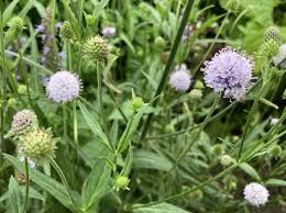 Image result for Succisella inflexa