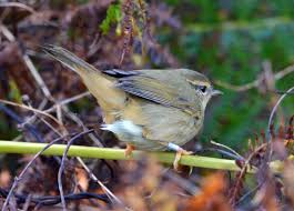 Image result for Phylloscopus schwarzi