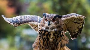 Attēlu rezultāti vaicājumam “Bubo bubo adult”