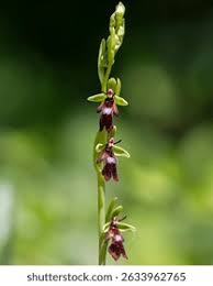 Attēlu rezultāti vaicājumam “Ophrys insectifera leaf”