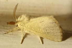 Attēlu rezultāti vaicājumam “Lasiocampidae”