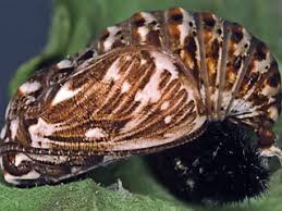 Attēlu rezultāti vaicājumam “Mellicta athalia upperside”