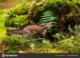 Attēlu rezultāti vaicājumam “Martes foina”
