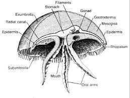 Attēlu rezultāti vaicājumam “Scyphozoa”