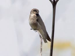 Attēlu rezultāti vaicājumam “Cribraria martinii”