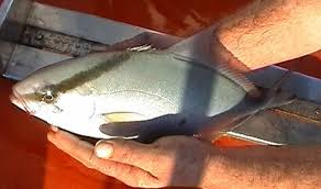 Image result for Seriola rivoliana