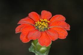 Image result for Zinnia violacea