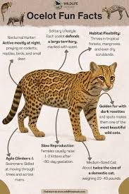 Image result for оцелот