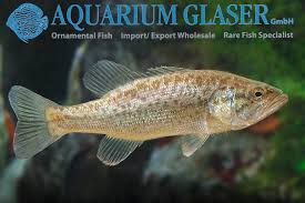 Image result for Micropterus salmoides