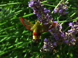 Attēlu rezultāti vaicājumam “Hemaris fuciformis”
