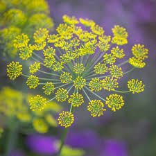 Attēlu rezultāti vaicājumam “Anethum graveolens flower”