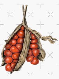 Attēlu rezultāti vaicājumam “Iris pseudacorus fruit”