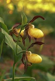 Attēlu rezultāti vaicājumam “Cypripedium calceolus leaf”