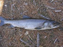 Image result for Salvelinus namaycush