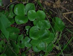 Attēlu rezultāti vaicājumam “Hepatica nobilis leaf”