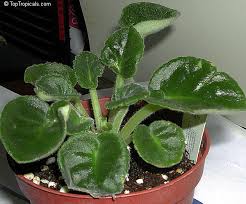 Image result for Saintpaulia ionantha Culitvar