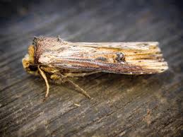 Attēlu rezultāti vaicājumam “Axylia putris”