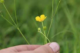 Attēlu rezultāti vaicājumam “Ranunculus mendax flower”