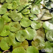 Attēlu rezultāti vaicājumam “Hydrocharis morsus-ranae bud”