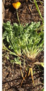 Attēlu rezultāti vaicājumam “Eschscholzia californica leaf”