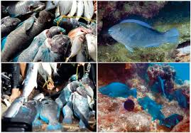 Image result for Scarus zelindae