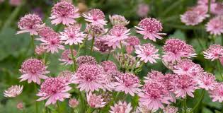 Attēlu rezultāti vaicājumam “Astrantia major flower”