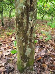 Attēlu rezultāti vaicājumam “Cribraria martinii stalked”