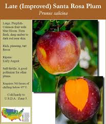 Attēlu rezultāti vaicājumam “Rosa subcanina fruit”