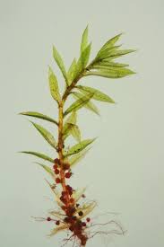 Attēlu rezultāti vaicājumam “Bryum rubens”