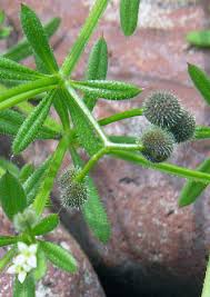 Image result for Galium aparine