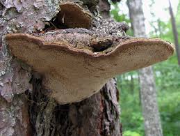 Attēlu rezultāti vaicājumam “Phellinus chrysoloma”