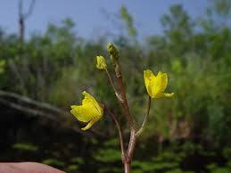 Attēlu rezultāti vaicājumam “Utricularia vulgaris flower”